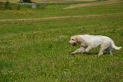 wye niemiecki, spinone italiano