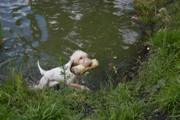 wye niemiecki, spinone italiano