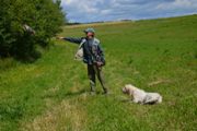 wye niemiecki, spinone italiano