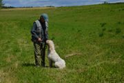 wye niemiecki, spinone italiano
