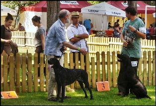 wye niemiecki, spinone italiano