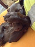 wye niemiecki, spinone italiano