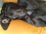 wye niemiecki, spinone italiano