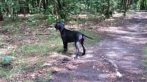 wye niemiecki, spinone italiano