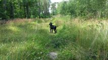 wye niemiecki, spinone italiano