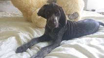 wye niemiecki, spinone italiano