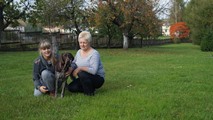 wye niemiecki, spinone italiano