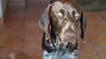 wye niemiecki, spinone italiano