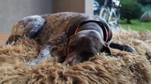 wye niemiecki, spinone italiano