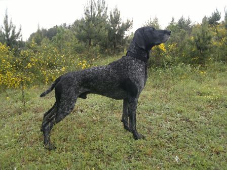 wye niemiecki, spinone italiano