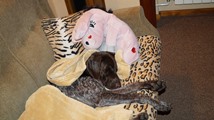 wye niemiecki, spinone italiano