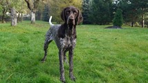 wye niemiecki, spinone italiano