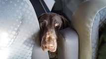 wye niemiecki, spinone italiano