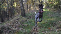 wye niemiecki, spinone italiano