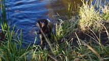 wye niemiecki, spinone italiano