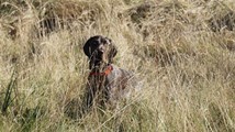 wye niemiecki, spinone italiano