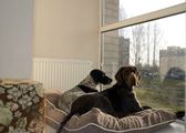 wye niemiecki, spinone italiano