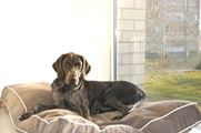 wye niemiecki, spinone italiano