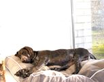 wye niemiecki, spinone italiano