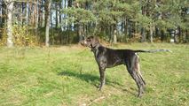 wye niemiecki, spinone italiano