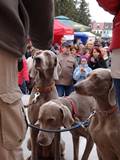 wye niemiecki, spinone italiano