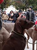 wye niemiecki, spinone italiano
