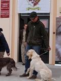 wye niemiecki, spinone italiano