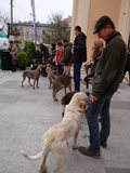 wye niemiecki, spinone italiano