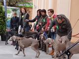 wye niemiecki, spinone italiano