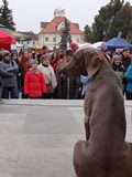 wye niemiecki, spinone italiano