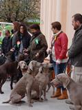 wye niemiecki, spinone italiano
