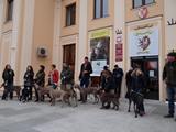 wye niemiecki, spinone italiano