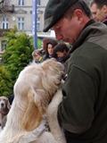 wye niemiecki, spinone italiano