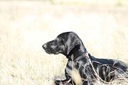 wye niemiecki, spinone italiano