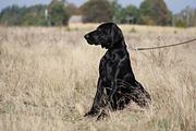 wye niemiecki, spinone italiano