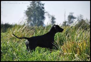 wye niemiecki, spinone italiano