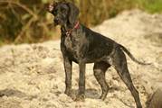 wye niemiecki, spinone italiano