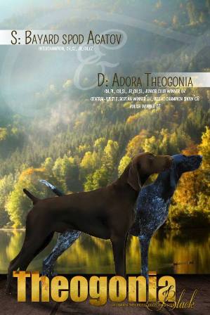 wye niemiecki, spinone italiano