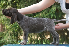 wye niemiecki, spinone italiano