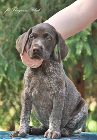 wye niemiecki, spinone italiano