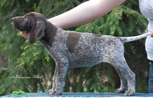 wye niemiecki, spinone italiano