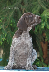 wye niemiecki, spinone italiano