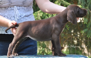wye niemiecki, spinone italiano