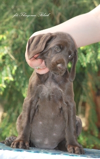 wye niemiecki, spinone italiano