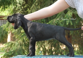 wye niemiecki, spinone italiano