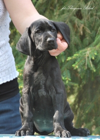 wye niemiecki, spinone italiano