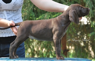 wye niemiecki, spinone italiano