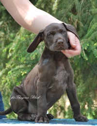 wye niemiecki, spinone italiano