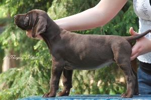 wye niemiecki, spinone italiano