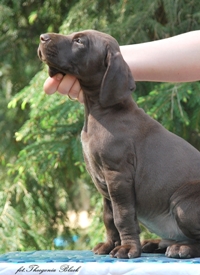 wye niemiecki, spinone italiano